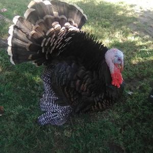 Meet your Posher, Barbara